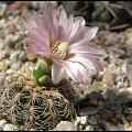 052.Gymnocalycium bruchii v.niveum LF 90