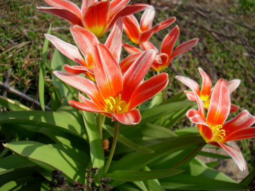 Wiosna 2008 #wiosna #ogród #kwiaty #śliwa #kwitnąca