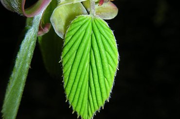 #listek #ZielonyListek #ZieleńListka #zieleń #liśc #ZielonyLiśc #OgródBotaniczny #OgródBotanicznyWPowsinie #ListekWPowsinie #ListekDrzewa #ListekWNocy #ListekPodświetlony #lampa #LampaBłyskowa