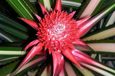 #roślina #kolce #kwiat #kaktus #KwitnącyKaktus #RoślinaTropikalna #TropikalnaRoślina #TropikalnyKaktus #TropikalnyKwitnącyKaktus #tropik #KwiatKaktusa #KwitnącaTropikalnaRoślina #KwiatTropikalnejRośliny #KolczastyKwiat #RoślinaWOranżerii