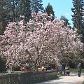 Arboretum Kornik -Wielkopolska