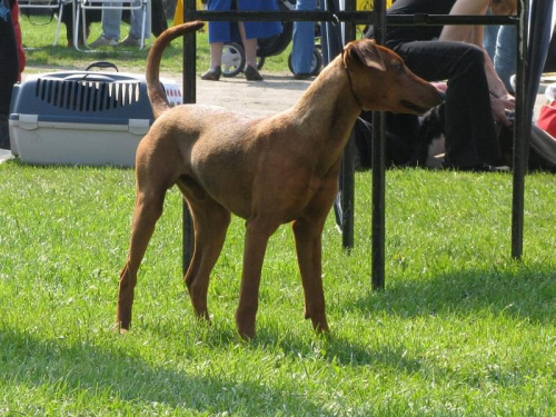 #PinczerŚredni #GermanPinscher