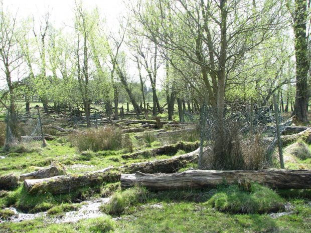 Park w Wielkiej Brytanii #przyroda #natura #krajobraz #drzewa #rośliny #zwierzęta #park #niebo