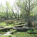 Park w Wielkiej Brytanii #przyroda #natura #krajobraz #drzewa #rośliny #zwierzęta #park #niebo