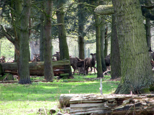 Park w Wielkiej Brytanii #przyroda #natura #krajobraz #drzewa #rośliny #zwierzęta #park #niebo