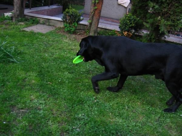 z frisbee