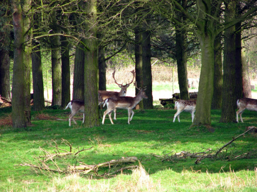 Daniele (Dama dama) - gatunek ssaka z rodziny jeleniowatych #przyroda #natura #krajobraz #drzewa #rośliny #zwierzęta #park #niebo