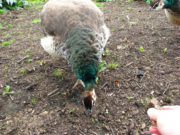 Paw indyjski (Pavo cristatus) - duży ptak grzebiący z rodziny kurowatych #przyroda #natura #zwierzęta #ptaki #krajobraz #paw #fauna #flora