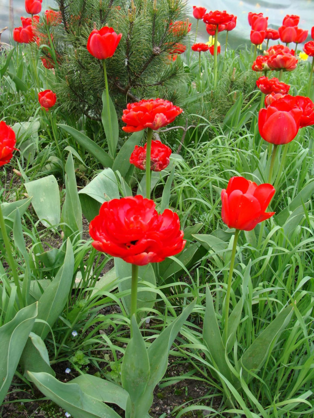 Roślinki prosto z ogródka.Tulipanki. #czerwone #kwiatki #kwiatuszki #kwiaty #ogród #rośliny #tulipany