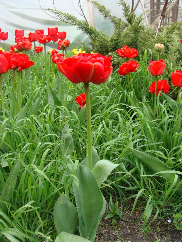 Roślinki prosto z ogródka.Tulipanki. #kwiatki #kwiatuszki #kwiaty #ogród #rośliny #czerwone #tulipany
