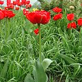 Roślinki prosto z ogródka.Tulipanki. #kwiatki #kwiatuszki #kwiaty #ogród #rośliny #czerwone #tulipany