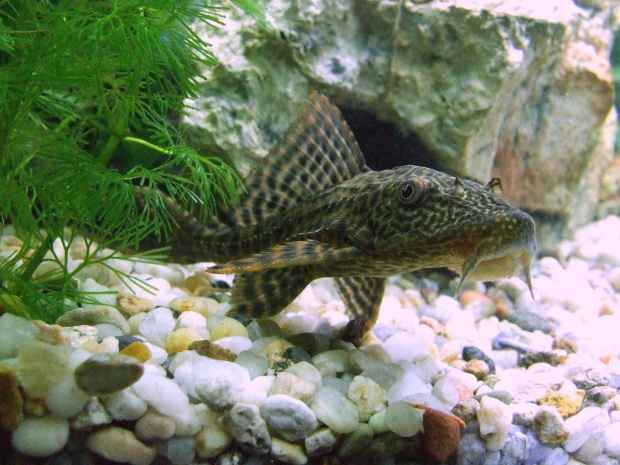 Ancistrus dolichopterus (Zbrojnik niebieski)