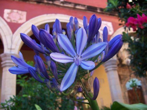 Guanajuato - usłane... kwiatami