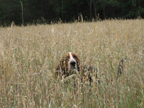 Proszę nie patrzęć!
Robię kupę.... #pies #BassetHound #Boogie #Ostrołęka