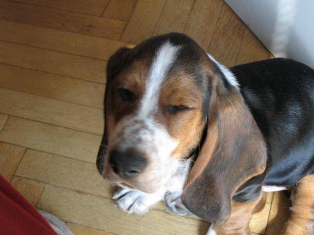 Nie świeć po oczach....! #pies #BassetHound #Boogie #Ostrołęka