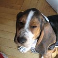 Nie świeć po oczach....! #pies #BassetHound #Boogie #Ostrołęka