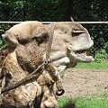 #dromader #wielblad #zwierzeta #zoo