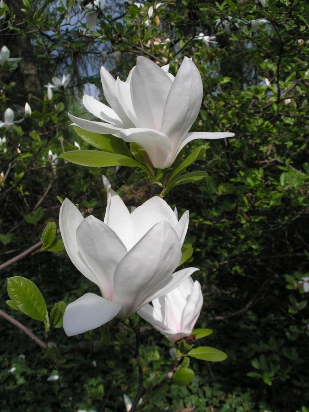 Magnolie #Ogrody