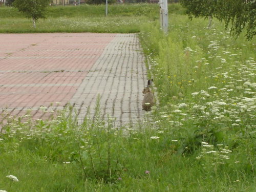 butterfly,bunny #butterfly #bunny