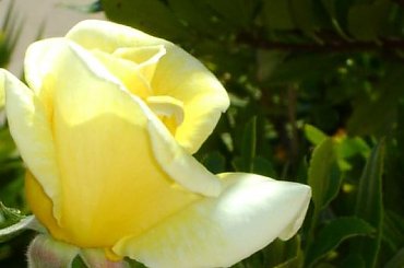 #kwiaty #rosliny #kwitnace #roze