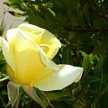 #kwiaty #rosliny #kwitnace #roze