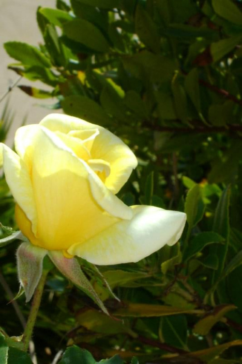 #kwiaty #rosliny #kwitnace #roze
