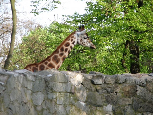 #Żyrafa #zoo #zwierzęta #wrocław