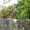 #Żyrafa #zoo #zwierzęta #wrocław