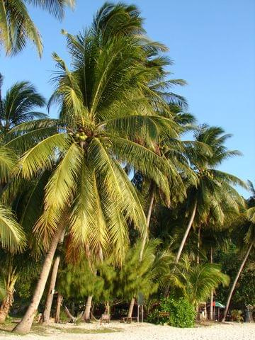 plaża Coral beach, Pulau Perentian Kecil (Wyspa Przystanek Mały)