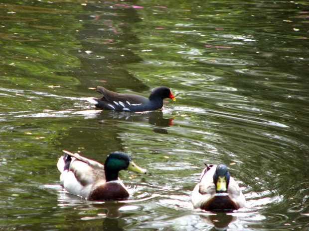 krzyżówki i kurka wodna #przyroda #natura #zwierzęta #krajobraz #drzewa #park #wiosna #ogród