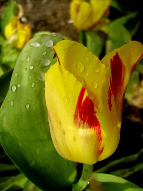 #tulipany #kwiaty #ogród #wiosna #natura #przyroda