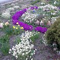 Wiosna [marzec-kwiecień 2008r.] #ogrody