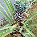 ananas, delta Mekongu