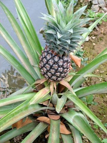 ananas, delta Mekongu