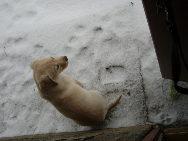 slady na sniegu #szczeniak