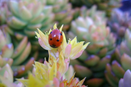 #biedronki #owady #kwiaty #kaktusy #rosliny