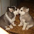 kochające się małe wilczki #psy #wilki