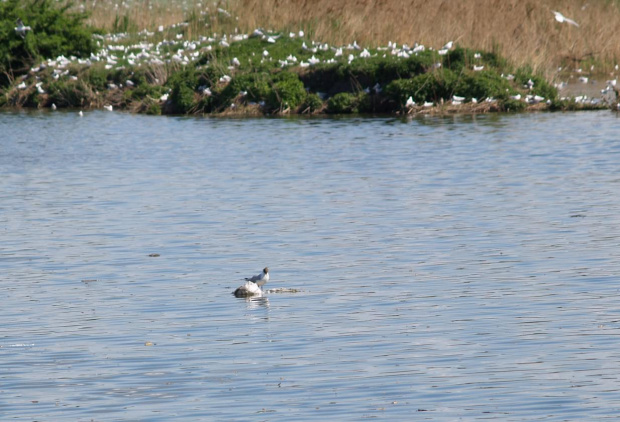 mewa śmieszka #ptaki #mewa #natura #przyroda #fauna