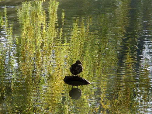 TORUŃ - PARK #FaunaIFlora