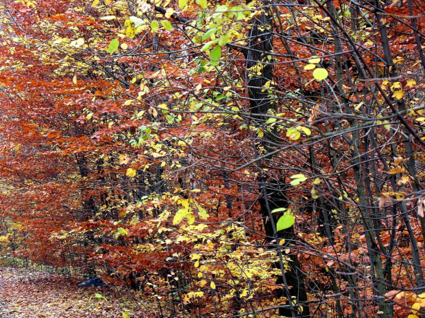 Koluszki, las, jesień, jesienna mgła #Koluszki #las #jesień #JesiennaMgła