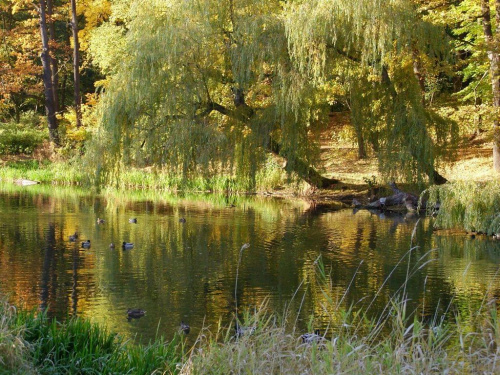 TORUŃ - PARK #FaunaIFlora