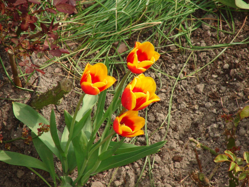 Kwiatki rosnące przed blokiem #natura #kwiaty #rośliny #tulipany