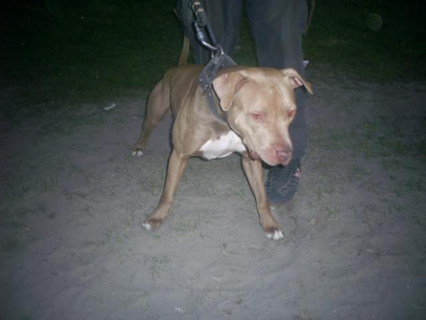 Krakow 2008 Pit bull bolecin