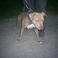 Krakow 2008 Pit bull bolecin