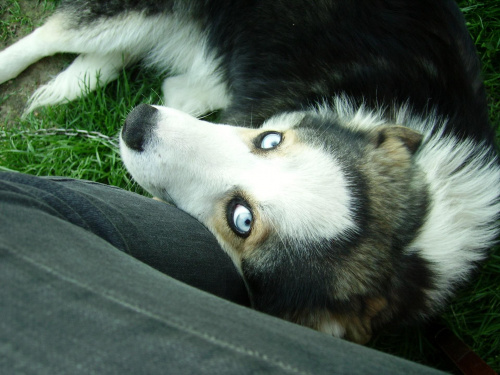 oczy niebieskie mowia wprost... #pies #oczy