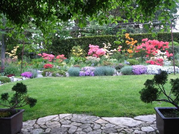 azalie, wiosna 2008 #wiosna #azalie #kwiaty #ogród