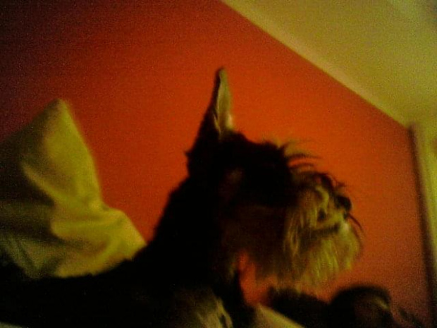 max #pies