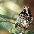 podobno samica kosa (Turdus merula)