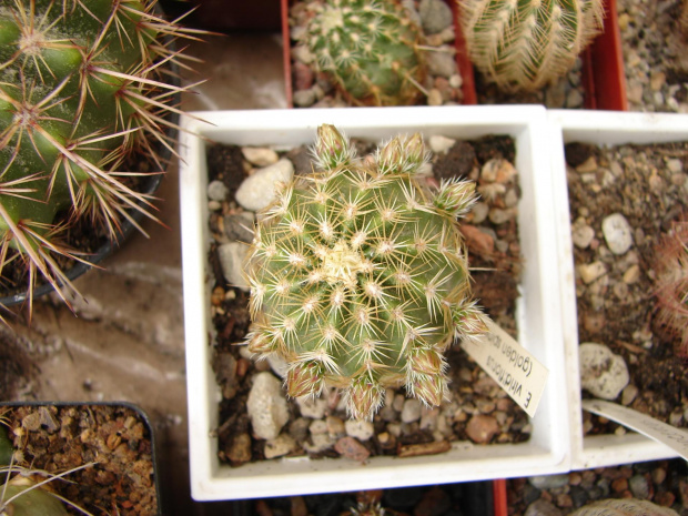 Echinocereus