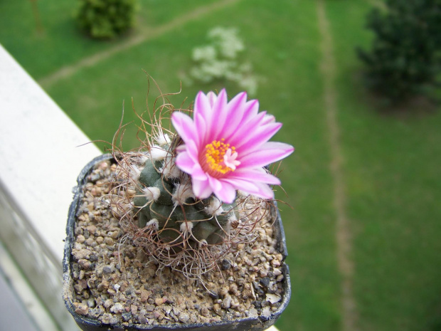 Turbinicarpus